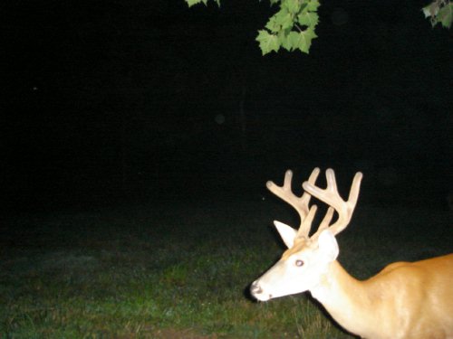 Eight point buck close up