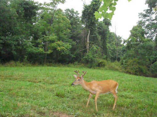 Small eight point buck