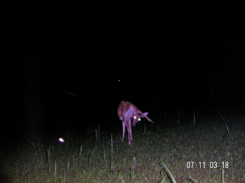 Spike buck looking between its legs