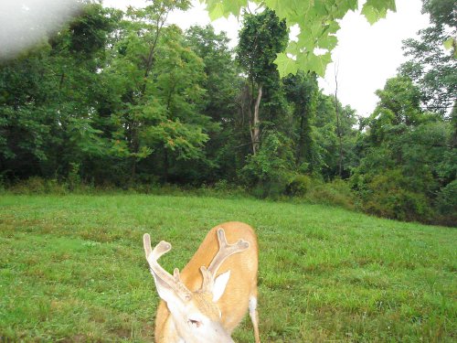 Whitetail Buck