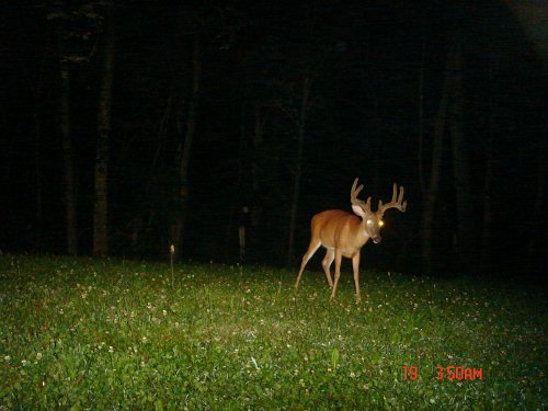 Large nine point buck