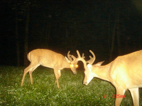 Two whitetail bucks