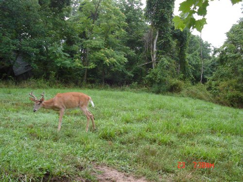 Four point buck