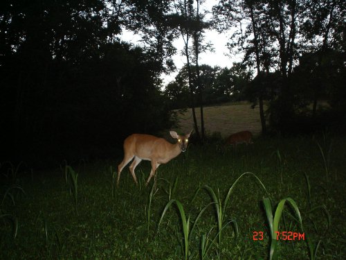 Leaning whitetail doe