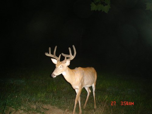 Nine point buck