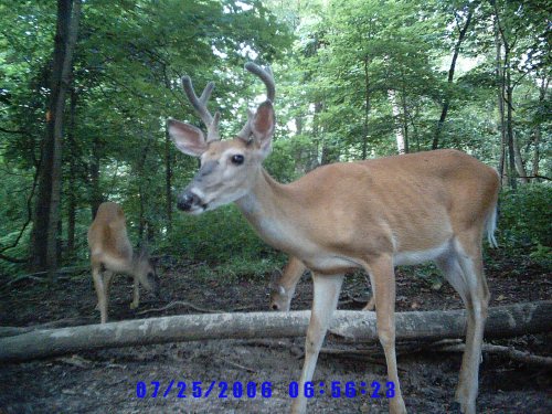 Six point buck