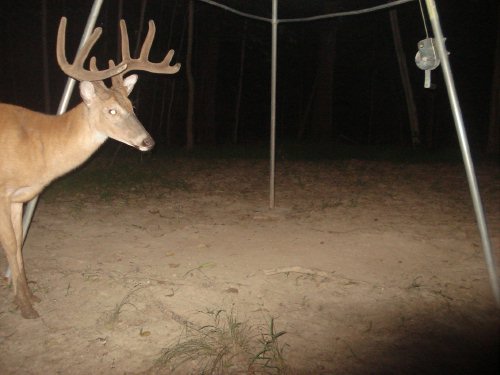 Nine point buck