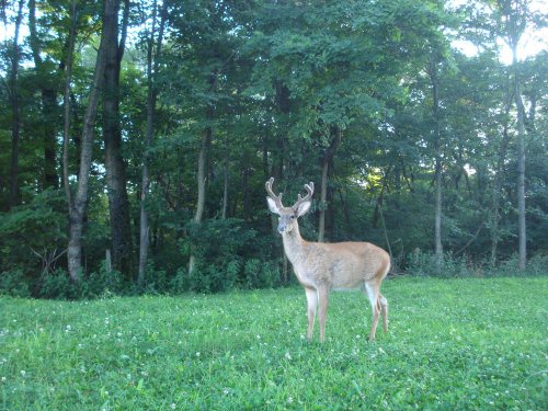 Six point buck