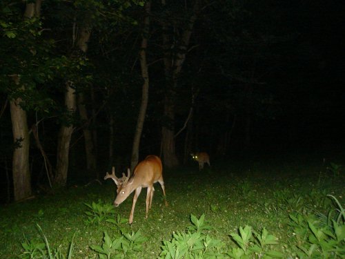 Small eight point buck