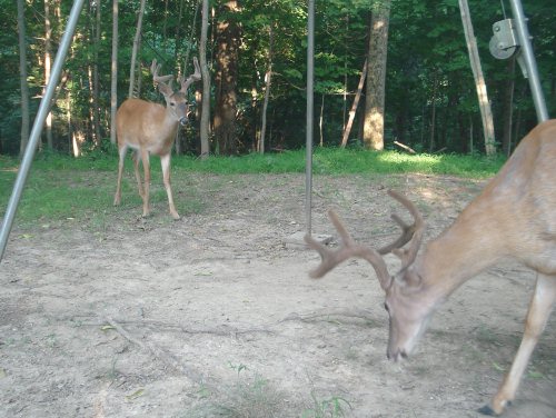 Two eight point bucks