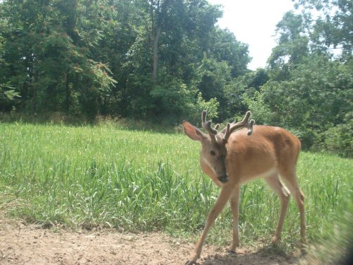 Eight Point Buck