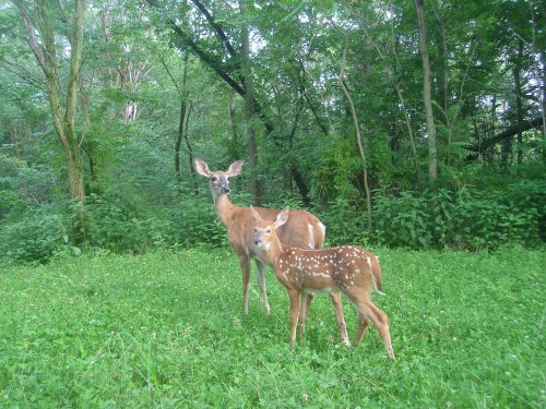 Mama and fawn