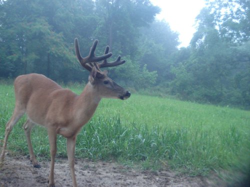 Nine Point Buck