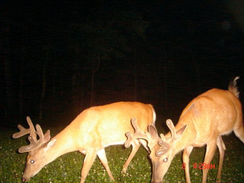 Two whitetail bucks