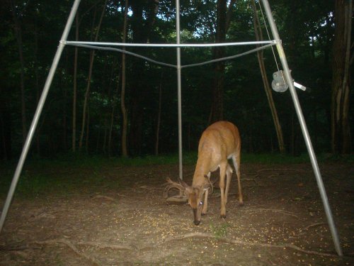 Whitetail Buck