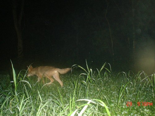 July coyote