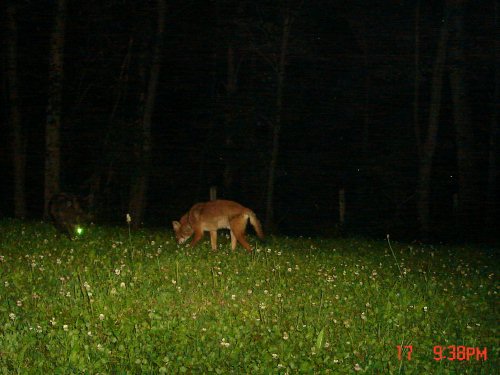 July Coyotes
