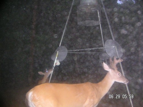 Deer sniffing a feeder handle