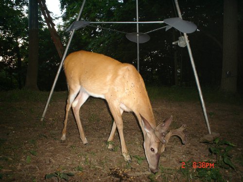 Eight point whitetail buck