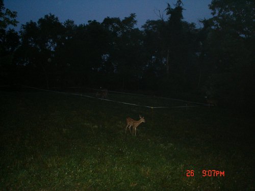 whitetail fawn