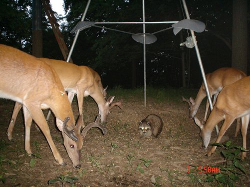 Three whitetail bucks