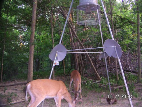 Wounded whitetail buck