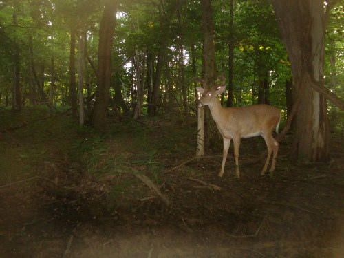 Buck at a mineral lick