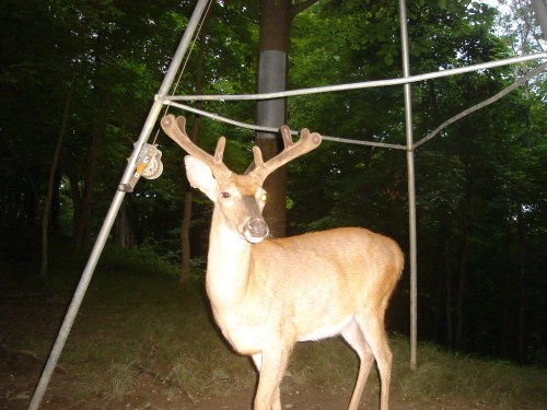 Whitetail buck with a bad eye