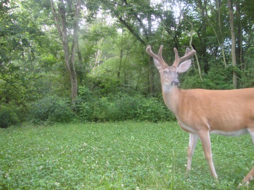 Velvet antlered buck