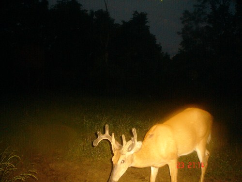 Whitetail buck