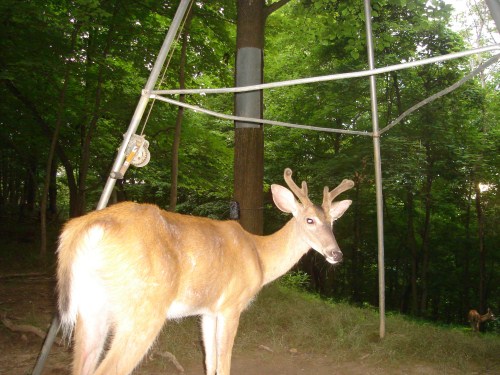 Young buck with velvet antlers