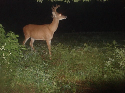 Food plot buck