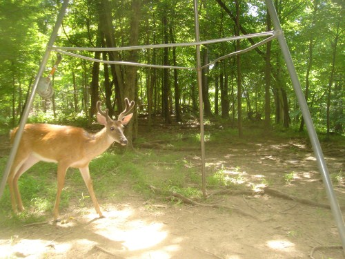 Velvet antlered buck in the sunshine