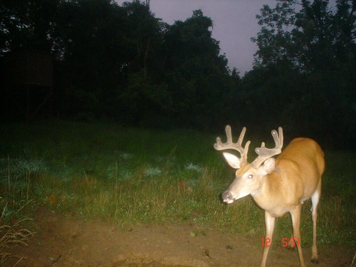 Velvet antlered buck