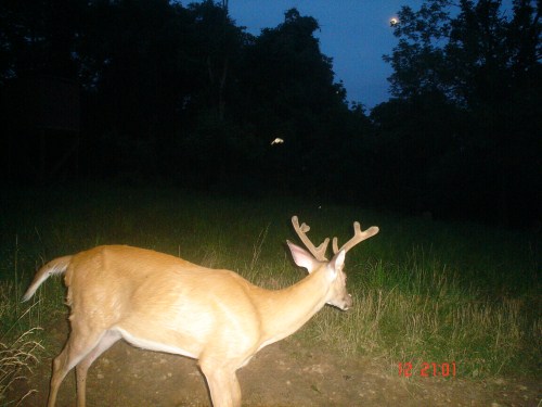 Whitetail buck