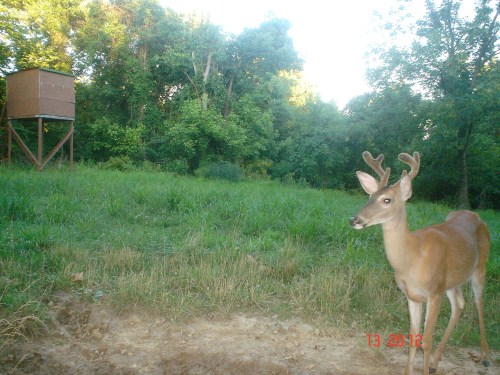 Young buck with velvet antlers