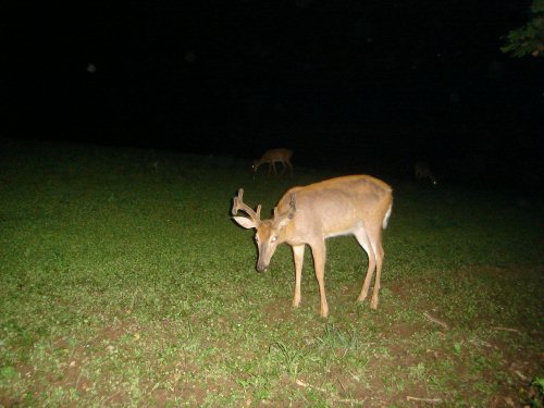 8 point buck