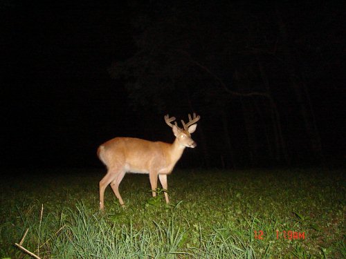 Eight point buck