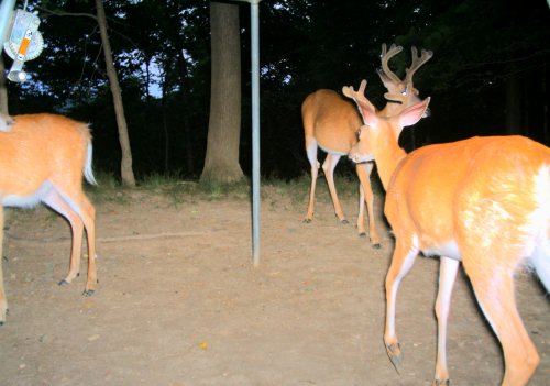 High racked seven point buck