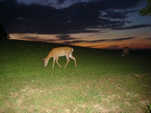 Buck in morning skyline