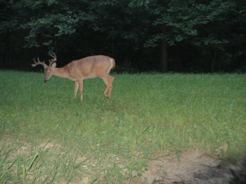 Wide rack eight point buck