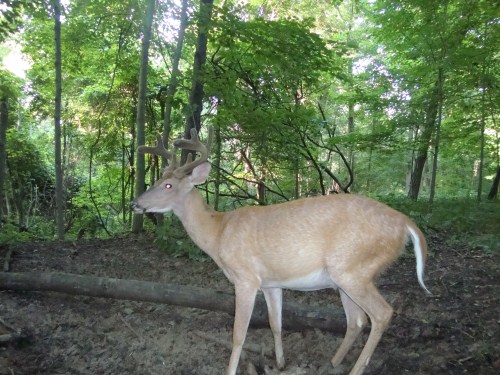 Eight point buck