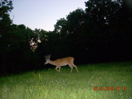 Food plot buck