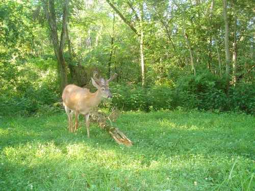 Seven point buck