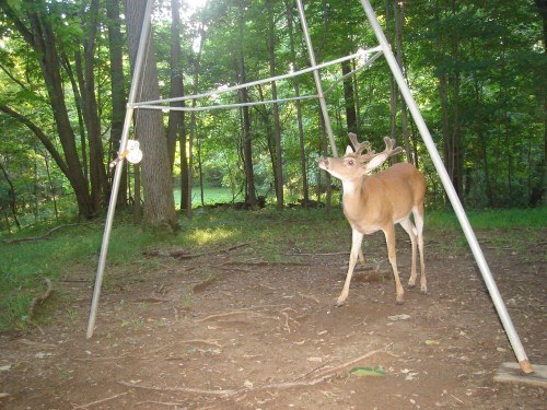 Split brow tine buck