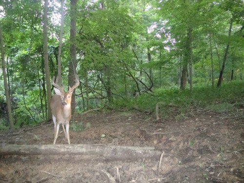 9 point buck