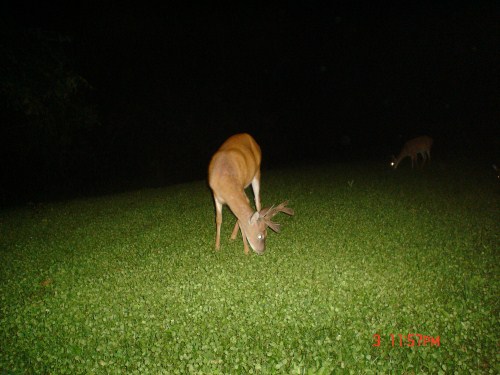 Crab claw buck