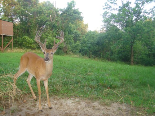 Nine point buck