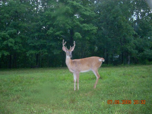 Seven point buck