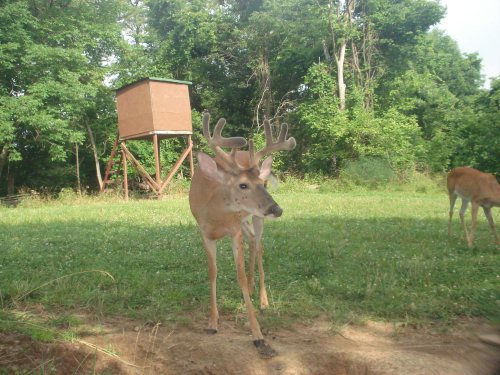 8 Point Buck